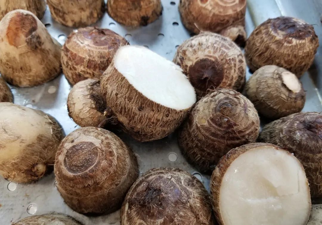 TARO FRESCO 新鲜芋头